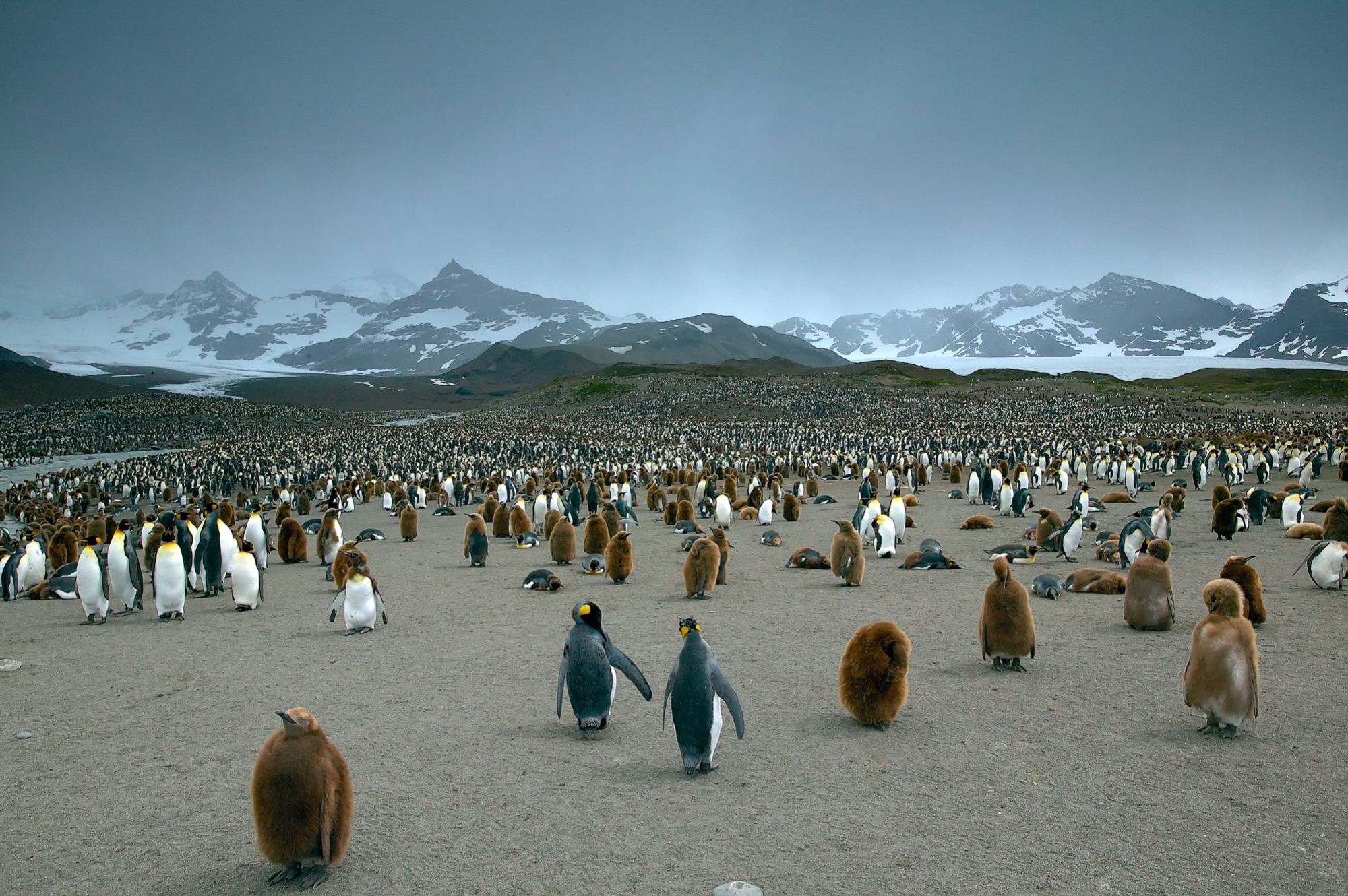 Hunderttausende Königspinguine  in der St. Andrews Bay, Süd Georgien